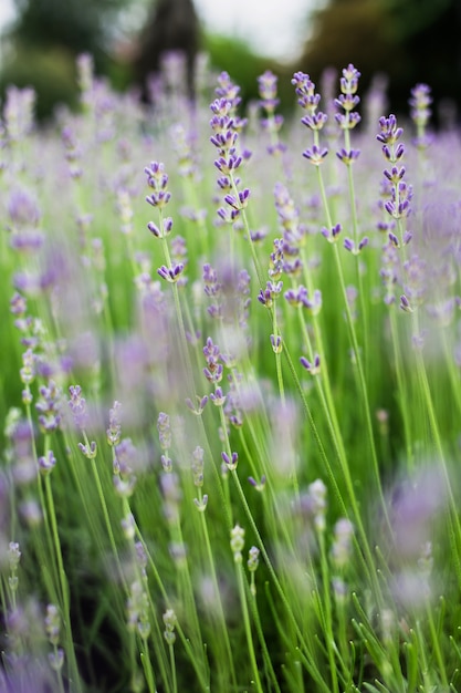 Un campo di fiori di lavanda