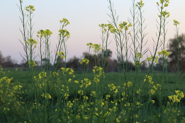 Un campo di fiori di senape la sera