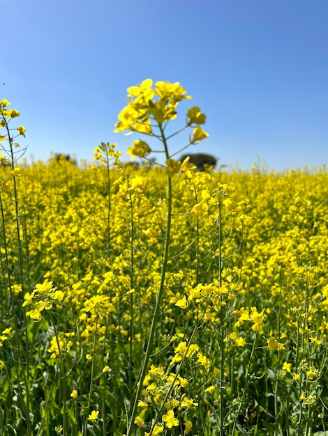 Un campo di fiori gialli con il cielo sullo sfondo