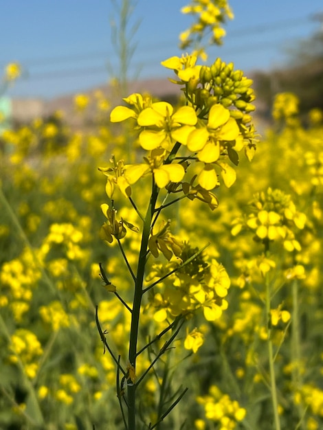 Un campo di fiori gialli con sopra la parola colza