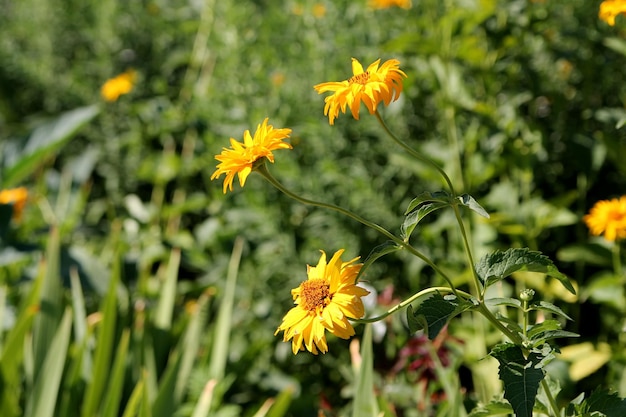 Un campo di fiori gialli con sopra la parola girasole