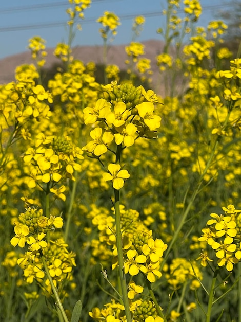 Un campo di fiori gialli con sopra la scritta