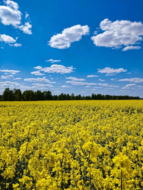 Un campo di fiori gialli con un cielo blu sullo sfondo