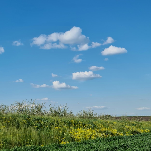 Un campo di fiori gialli con un cielo blu sullo sfondo.