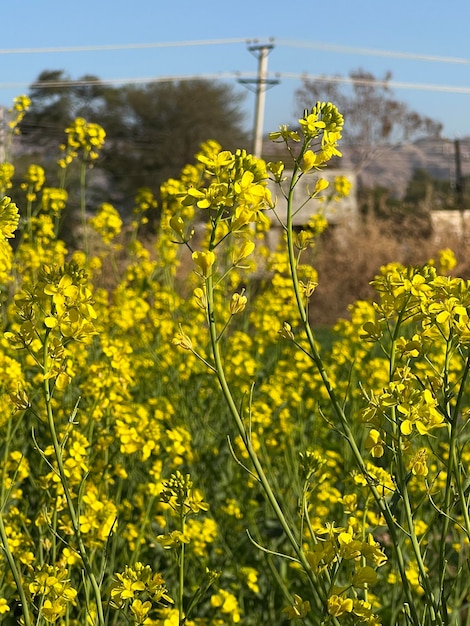 Un campo di fiori gialli con un palo della corrente sullo sfondo.