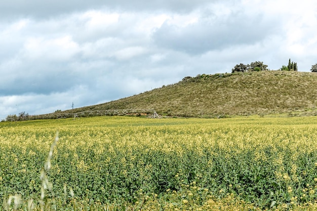 un campo di fiori gialli con una collina sullo sfondo