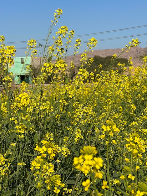 Un campo di fiori gialli con una serra sullo sfondo.