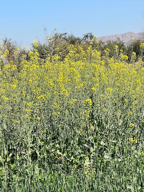 Un campo di fiori gialli di colza con una montagna sullo sfondo.