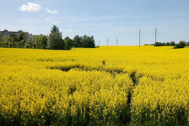 Un campo di fiori selvatici gialli in fiore in primavera vicino a una zona residenziale a Minsk, in Bielorussia