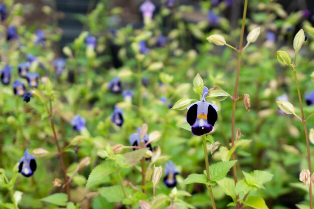 Un campo di fiori viola che sbocciano nel giardino