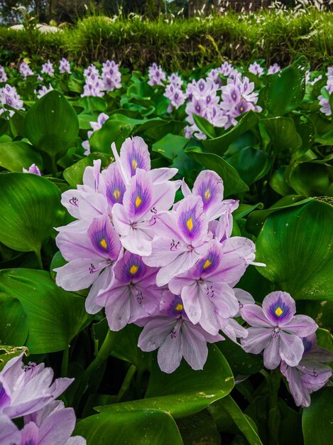 Un campo di fiori viola con una foglia verde sullo sfondo.