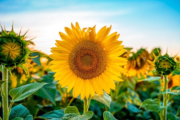 Un campo di girasoli al tramonto la fine della stagione estiva e la vendemmia