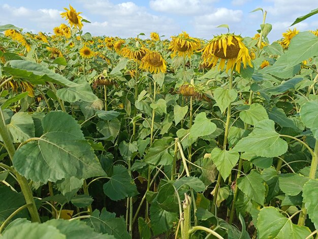 Un campo di girasoli con sopra la parola girasoli