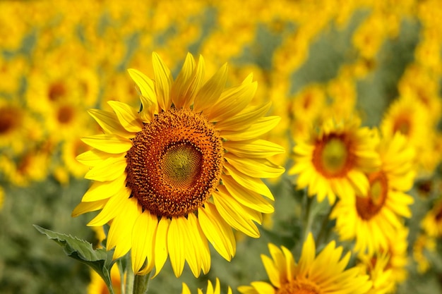 Un campo di girasoli con un centro giallo