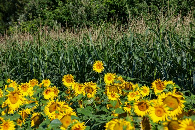 Un campo di girasoli con un gran numero di girasoli per aumentare il raccolto di cibo