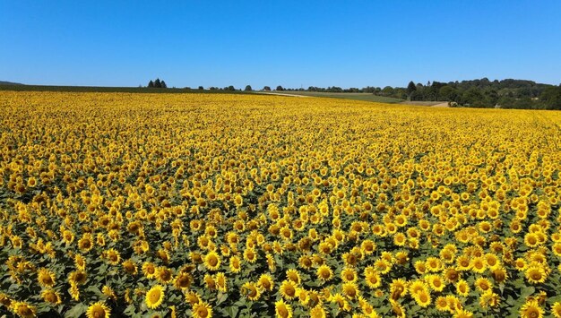 Un campo di girasoli è mostrato in questa foto non datata.