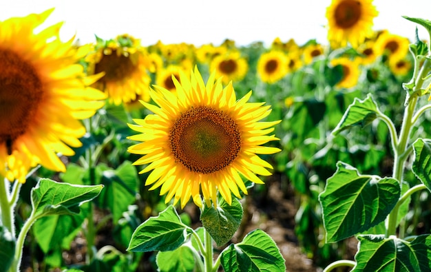 Un campo di girasoli fioriti. Campo di girasoli in estate con tempo soleggiato