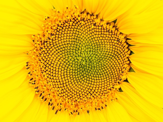 Un campo di girasoli gialli su uno sfondo di nuvole Primo piano del girasole