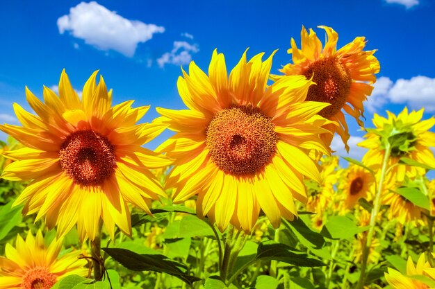 Un campo di girasoli in fiore contro un cielo colorato