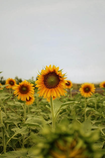 un campo di girasoli in fiore