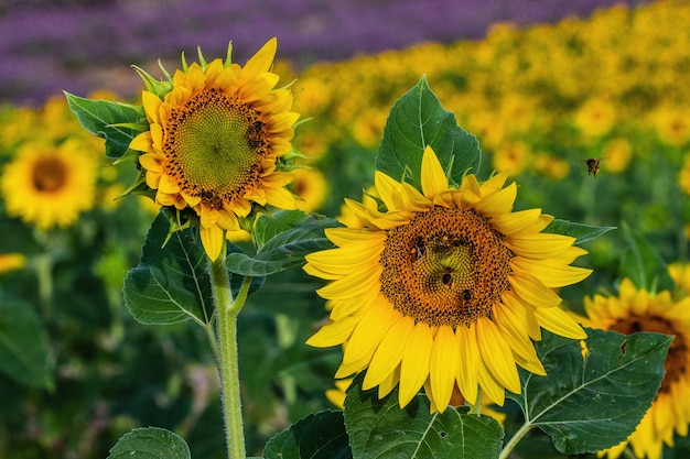 Un campo di girasoli in una soleggiata giornata estiva