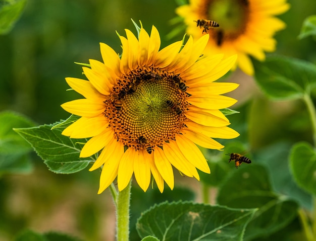 Un campo di girasoli in una soleggiata giornata estiva