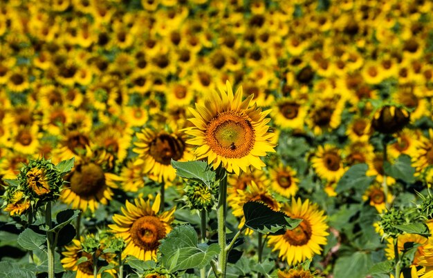 Un campo di girasoli in una soleggiata giornata estiva