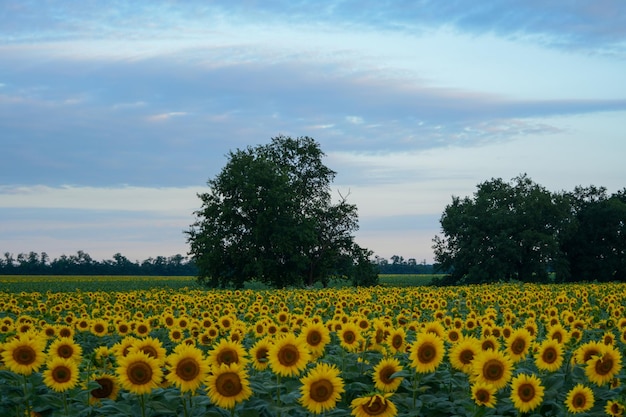 Un campo di girasoli tra appezzamenti forestali e alberi solitari contro una vista panoramica con cielo nuvoloso