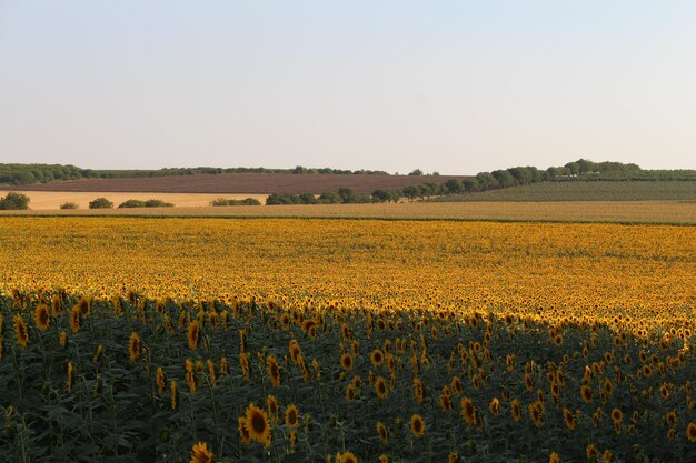 Un campo di girasoli