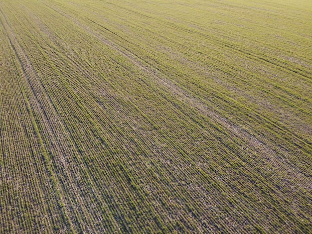 Un campo di grano che si secca a causa del maltempo