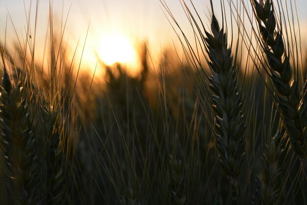 Un campo di grano con il sole che tramonta alle sue spalle