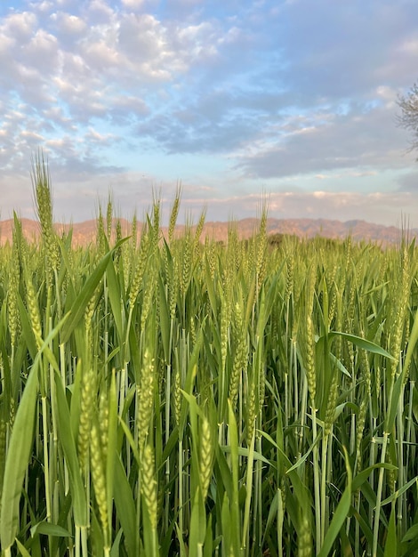 Un campo di grano con le montagne sullo sfondo