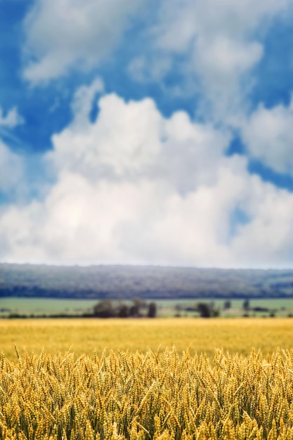 Un campo di grano con maturazione spighe di grano e una foresta in lontananza Paesaggio rurale con campo di grano giallo