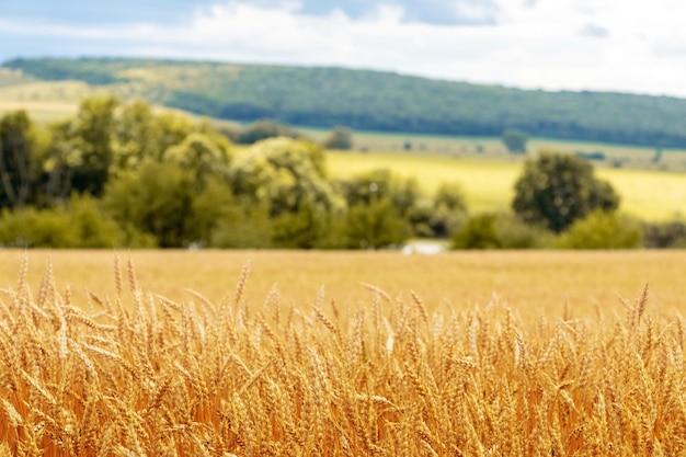 Un campo di grano con maturazione spighe di grano e una foresta in lontananza Paesaggio rurale con campo di grano giallo