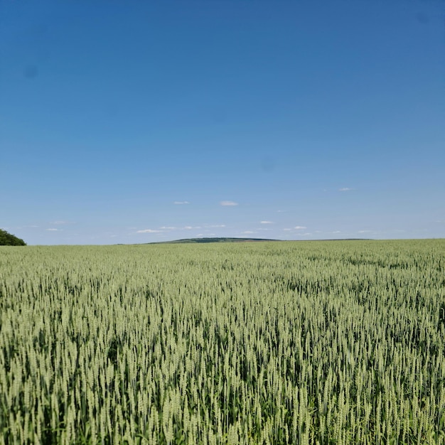 Un campo di grano con un cielo blu sullo sfondo.