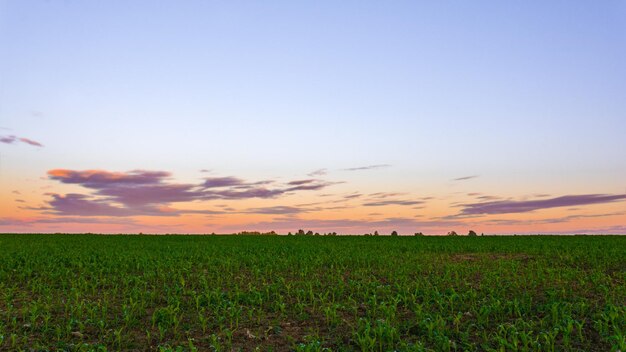 Un campo di grano con un tramonto sullo sfondo