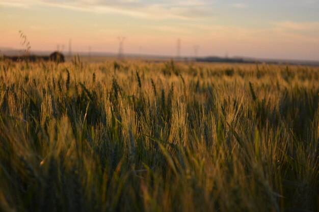 Un campo di grano con un tramonto sullo sfondo