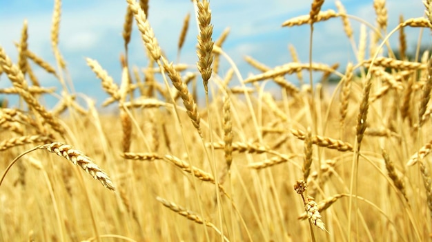 un campo di grano contro un cielo blu