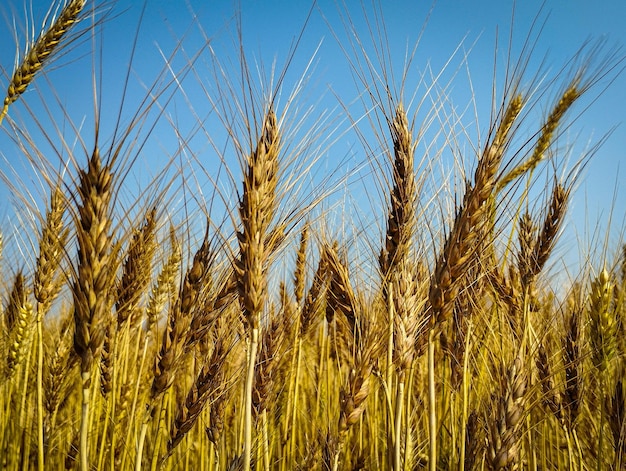 Un campo di grano dorato con un cielo blu sullo sfondo e la pianta di risone da vicino