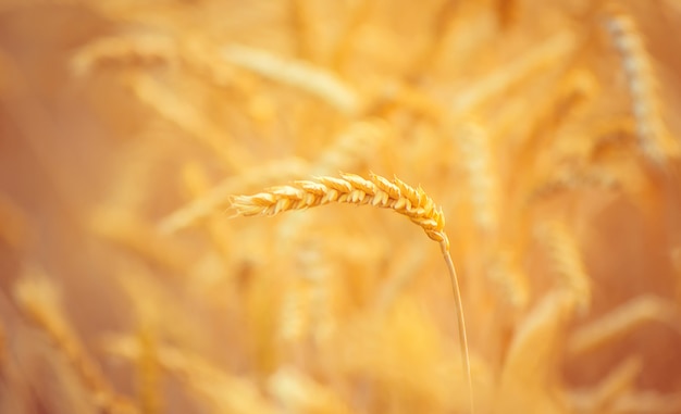 Un campo di grano. Messa a fuoco selettiva Natura.