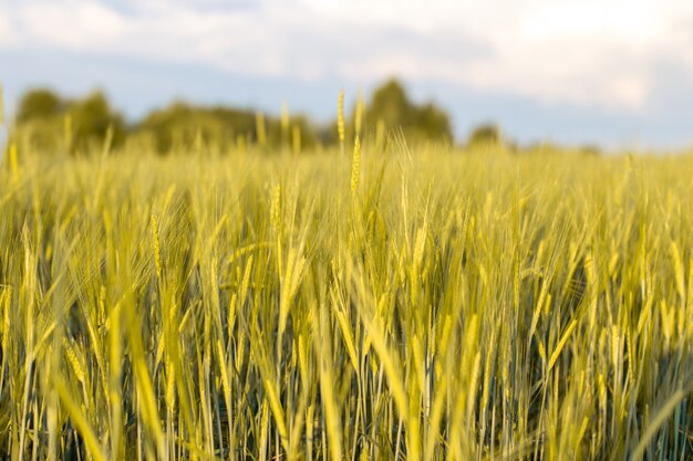 Un campo di grano o di segale in una giornata di sole. Molte orecchie 3