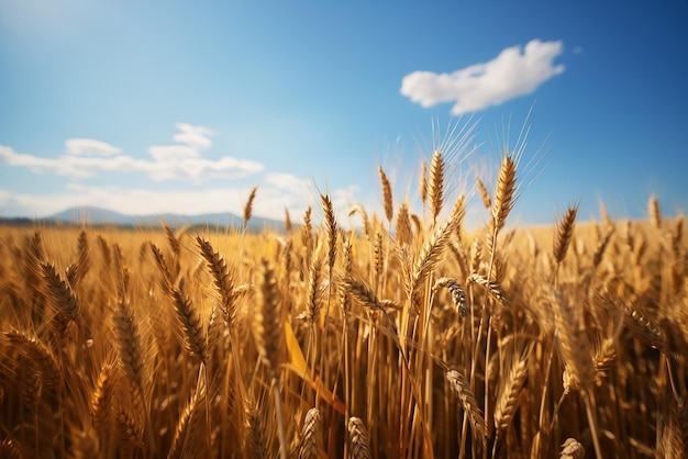 Un campo di grano pronto per essere raccolto