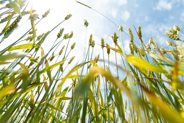 Un campo di grano Sfondo Natura Raccolto estivo