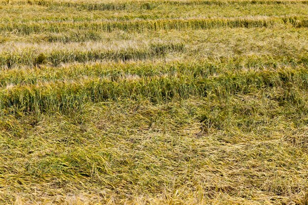 Un campo di grano su cui crescono cereali verdi immaturi, spezzati e schiacciati a terra dopo un temporale e una pioggia, un campo agricolo con grano in estate