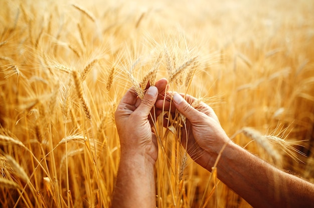 Un campo di grano toccato dalle mani delle punte nella luce del tramonto Germogli di grano nella mano di un contadino