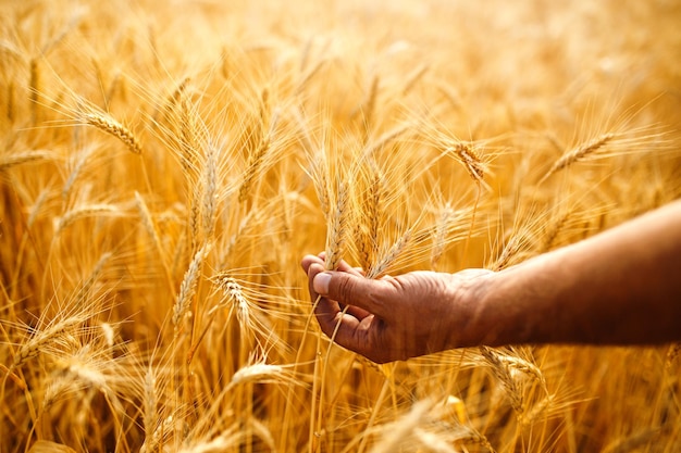 Un campo di grano toccato dalle mani delle punte nella luce del tramonto Germogli di grano nella mano di un contadino