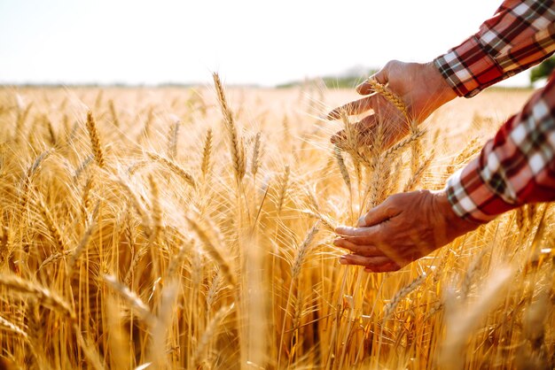 Un Campo Di Grano Toccato Dalle Mani Delle Spighe Nella Luce Del Tramonto