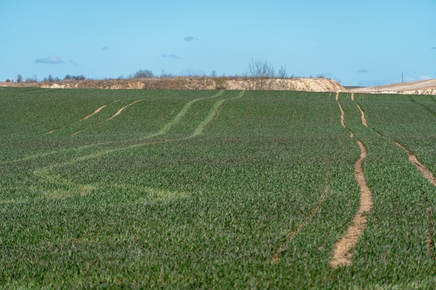 Un campo di grano verde giovane con tracce di pesanti attrezzature per la raccolta il territorio del complesso agroindustriale Semina di grano e cereali