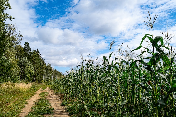 Foto un campo di grano verde. una strada rurale lungo un campo.