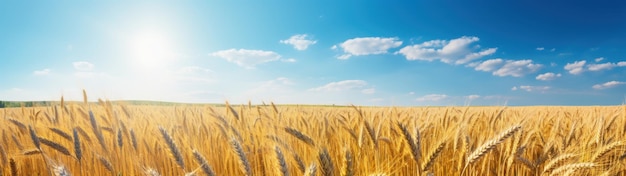 un campo di grano